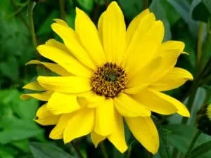 Arnica est une pommade à base d'une fleur qui se nomme Arnica