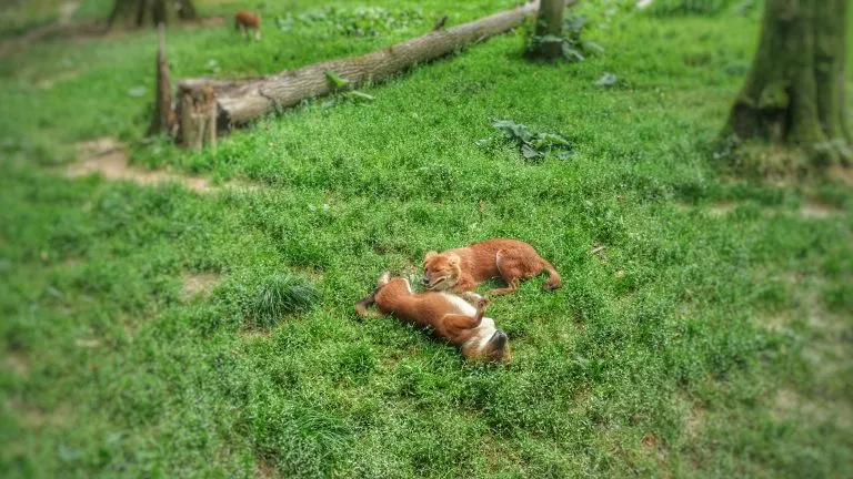Deux hyènes jouent dans l'herbe.