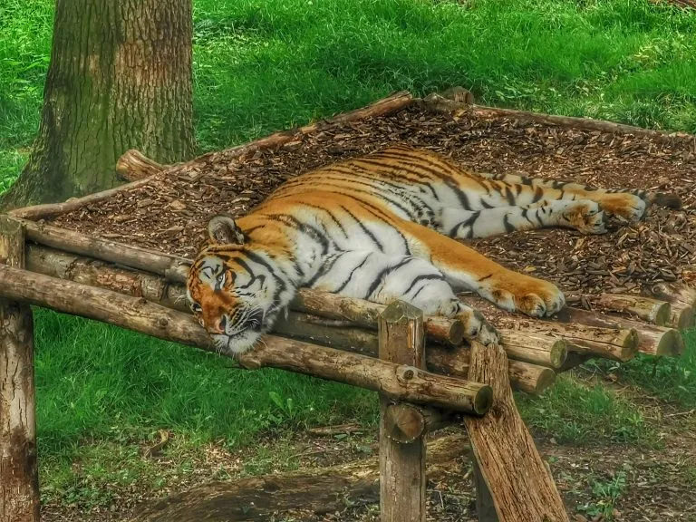 Un tigre fait la sieste