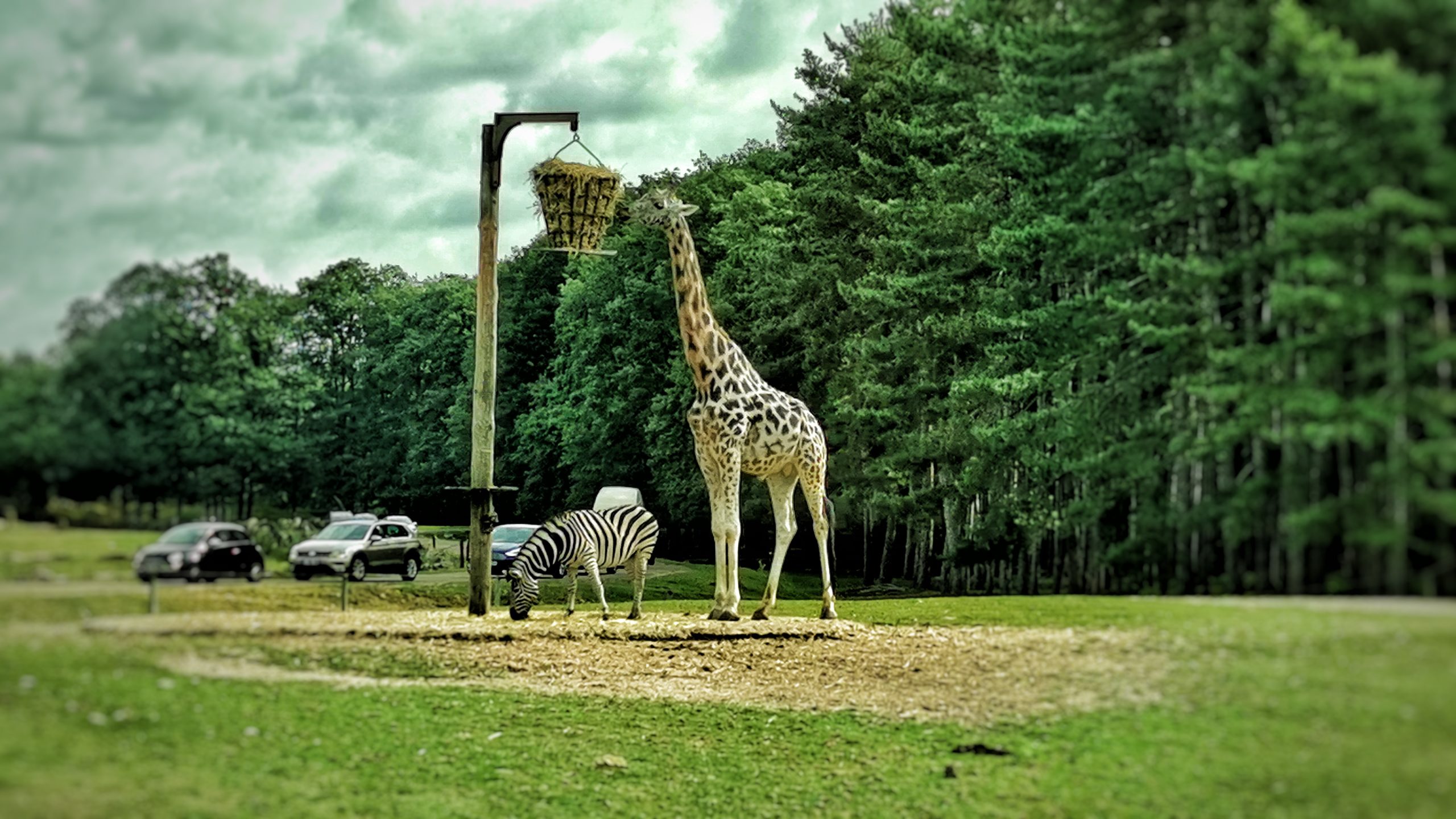 Une girafe et un zebre lors du zoo safari