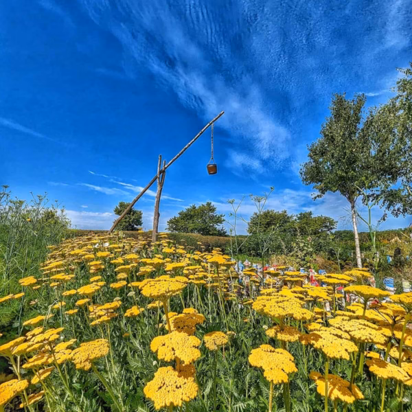 Les Meilleures Idées De Sorties Dans Le Nord De La France 61 Les Plus Beaux Parcs Urbains des Hauts-de-France : Une Parenthèse Verte au Cœur des Villes 🌳