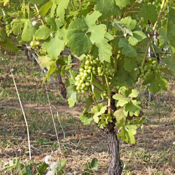 Les Meilleures Idées De Sorties Dans Le Nord De La France 40 Champagne grappe