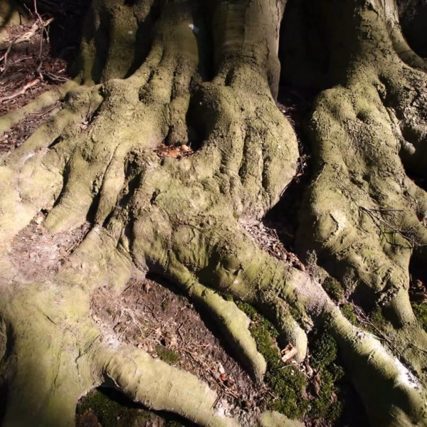 Les Meilleures Idées De Sorties Dans Le Nord De La France 62 Bien être en forêt