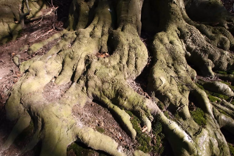 Bien être en forêt