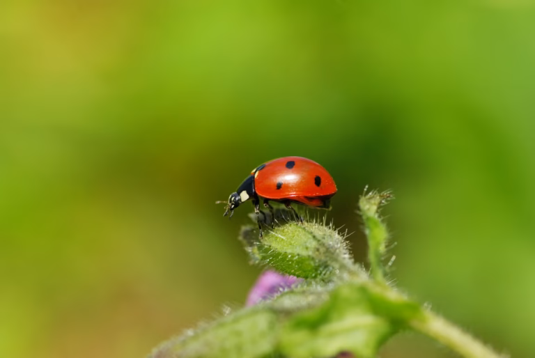 Lire la suite à propos de l’article Le Guide des Parcs et Jardins de Lille : Balades, Secrets et Bons Plans Nature (Hors des Sentiers Battus)