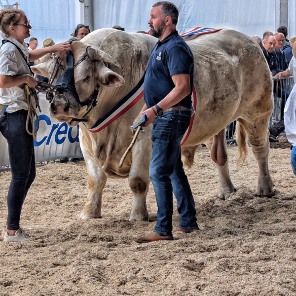 Homme et vache dans une exposition