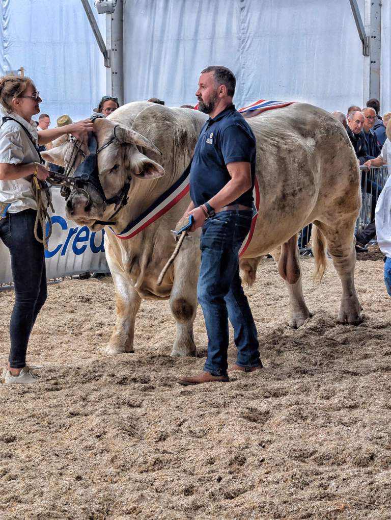 Homme et vache dans une exposition