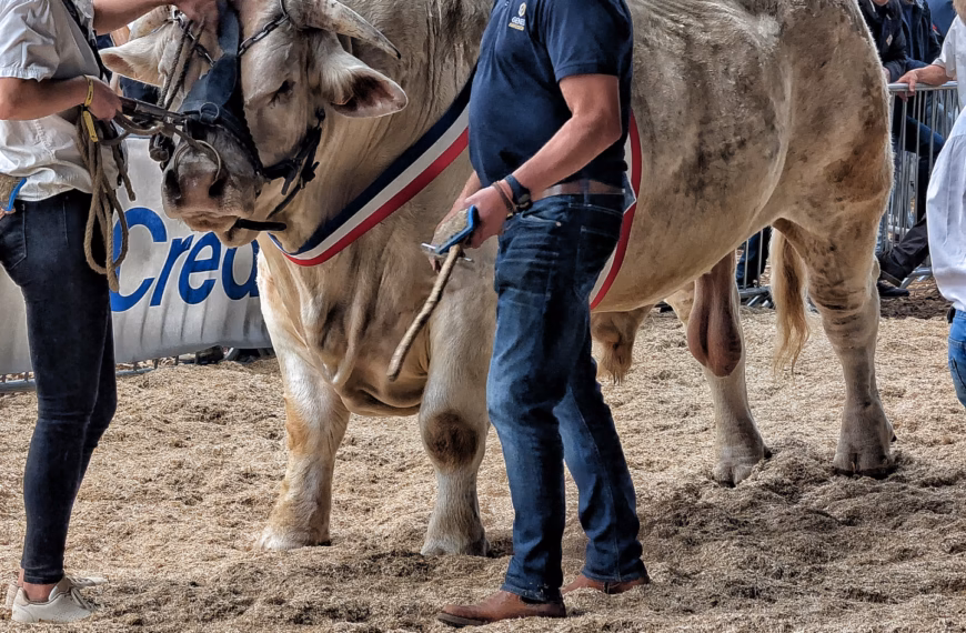 Homme et vache dans une exposition